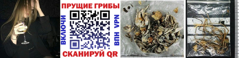 Галлюциногенные грибы Psilocybe ссылка на мегу tor Камень-на-Оби